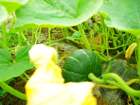 北海道産　農薬不使用かぼちゃ 【グラッセ】 　 5kg