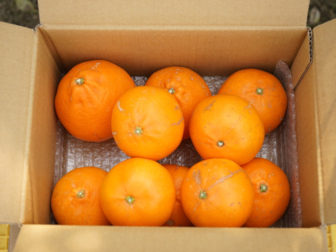 柑橘の大トロせとか！　
(訳あり 5kg)