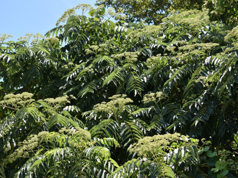【非加熱・純粋はちみつ】2025年度知多半島産　夏の百花蜜(150g)