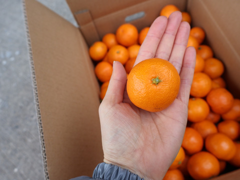 【冬ギフト】農家直送！有田みかん10kg≪3Sサイズ（超小玉） 秀品≫【平武農園】～蛍飛ぶ町から旬の便り～　和歌山｜有田｜田口｜ギフト｜こだわり　産地直送　お取り寄せ