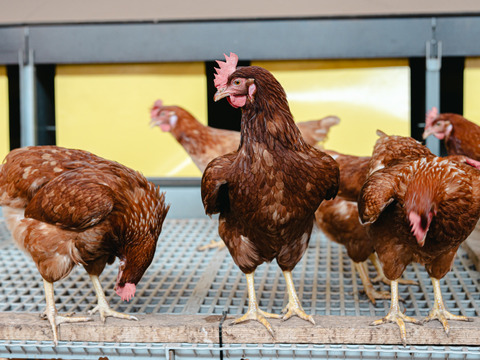 【年末特価！】国産穀物飼料で育てた平飼いたまご　M玉90個またはL玉80個