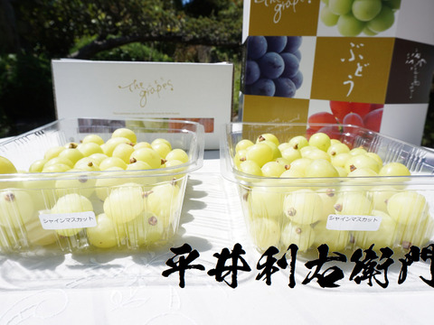 【最終売り尽くしセール！】平井利右衛門の青ぶどう(シャインマスカット/粒1.5kg)