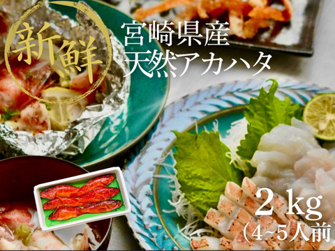【夏季限定】宮崎の天然アカハタ（2kg）｜８月末まで発送
