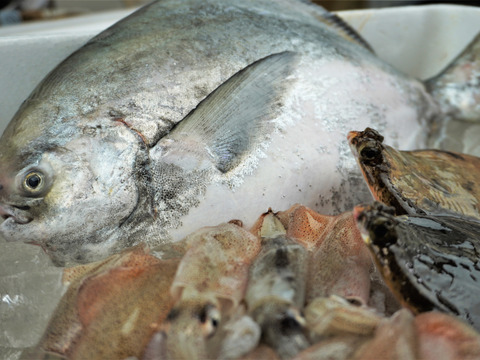 夏ギフト 高級魚 マナガツオ と夏のおススメ煮付け用魚のコラボセット 下処理あり 香川県産 食べチョク 農家 漁師の産直ネット通販 旬 の食材を生産者直送