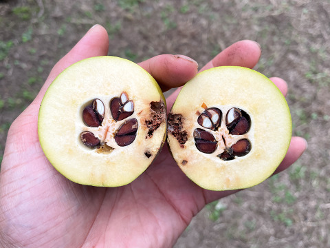 【自然栽培 かりん 2kg(10個以上)】かりんシロップに◎ 多少キズあり