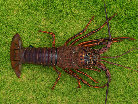 「伊勢海老」300ｇ～500ｇサイズを３匹か4匹合計1キロ弱