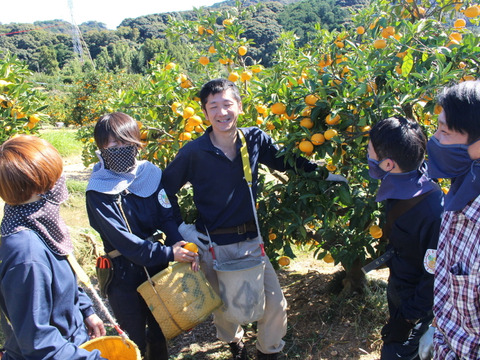 ブラッドオレンジ サイズ混合 国産 静岡県浜松市産 (約10kg)