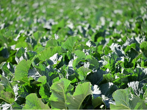 食卓を彩る！紫カリフラワーLサイズ　3個