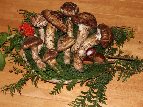 南信州産 マツタケ 2等級～３等級（半開き・開き）３００ｇ