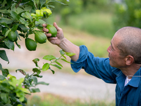 【自然栽培】完熟レモン 10kg箱詰 -農薬不使用・無肥料・無除草剤-