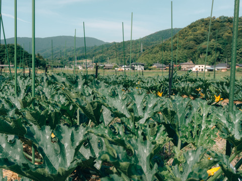 【京都産】ズッキーニ約1kg(4〜6本程度)｜農薬・化学肥料・除草剤不使用｜旨みたっぷりジューシーさが自慢の逸品