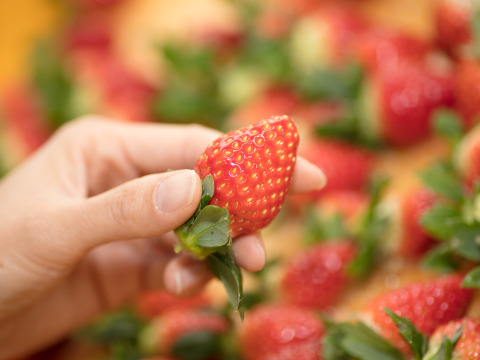 2025年度初物いちご！③真心農園　とちおとめ　加工用バラ詰め870g×1箱（小粒がメイン・果形混在）