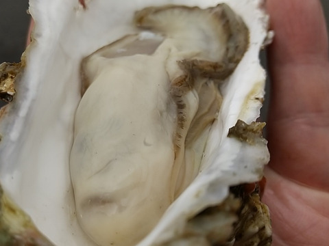 【寿牡蠣】北海道のキレイな海で育った牡蠣　中サイズ　17個【殻付き、生食可、ナイフ付】