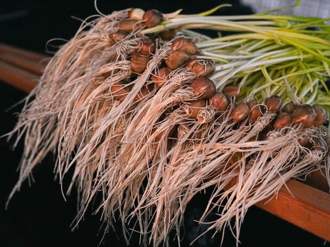 【農薬・肥料不使用】アクアポニックス発芽黄ニンニク30本セット