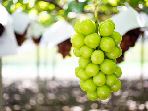 皮ごとパクリ！とっても甘くて美味しいプレミアム‼ 温室栽培シャインマスカット (2.0㎏以上 3～5房)　お中元・ギフト・贈り物用に【夏ギフト】【贈答品】【特秀品】【秀品】