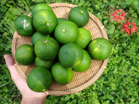 BIG！すだち【特別栽培・5kg箱】神山町からお届け：徳島県産のみかん