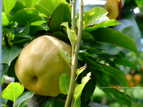 【豊里】3kg  品格ある爽やかさ＊おしゃれなマダムの風味＊大分県オリジナル品種＊希少品種＊高級大玉品種＊庄内甘熟梨＊女性に人気　5~8玉【ご贈答】【ギフト】11月上旬頃〜発送