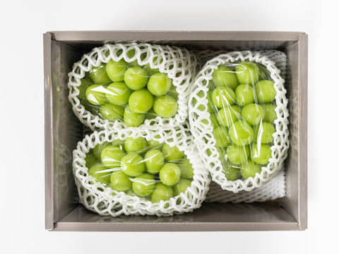 贈答用】 岡山県産シャインマスカット 3房 予約販売！9月中旬より順次