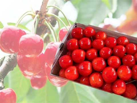 【 ミニやまがた紅王 】山形県天童産 500g 【 規格外:サイズL.LL混合:味は最上級 】