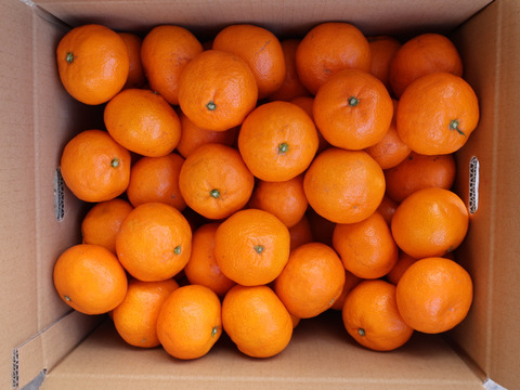 【冬ギフト】農家直送！有田みかん10kg≪Lサイズ 秀品≫【平武農園】～蛍飛ぶ町から旬の便り～　和歌山｜有田｜田口｜ギフト｜こだわり　産地直送　お取り寄せ