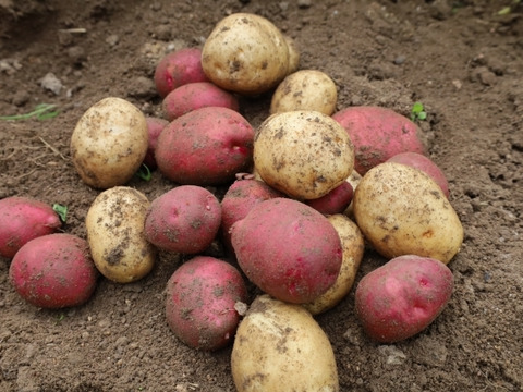 【栽培期間中　農薬不使用】いいとこどりのじゃがいもセット★デジマ&アンデスレッド（2kg）