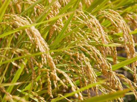 特別栽培米　つや姫　玄米　４kg
