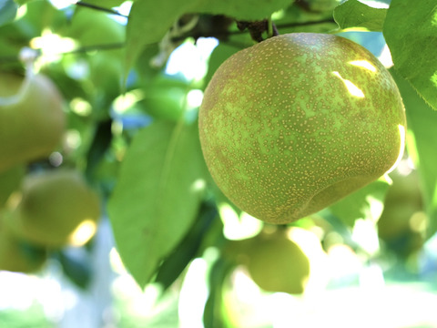 【幸水3kg箱いっぱい】【家づかい用】甘さダントツ一番！太陽の恵みいっぱい！庄内甘熟梨
