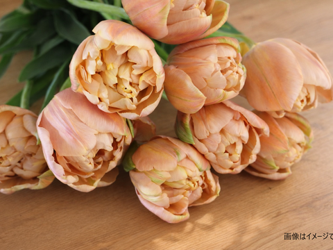 ラ・ベルエポック　　チューリップ10本　アンティークカラー　希少品種　　※北海道・沖縄県配送不可※