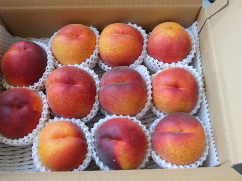 44 信州産　早生ワッサー家庭用3キロ2箱 生産農家直送 早生ワッサー ご家庭用 3kg 長野県産 化学肥料不