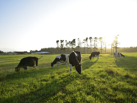 【冬ギフト】十勝オーガニック牛乳900ml×6本　有機・グラスフェッド・A2ミルク・ノンホモ・低温殺菌・放牧・北海道十勝・産地直送