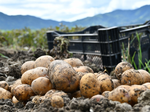 🎁じゃがいも2種500gずつのプレゼント🎁プッチィーニ4個のかぼちゃセット🎃栽培期間中農薬不使用・レンジ調理可のレシピ付き“インカのめざめ・インカのひとみ”は平均糖度超え