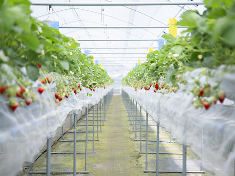 香り豊か！有機いちご「あまおとめ」1kg