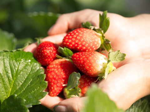 【予約販売】2025年度初物いちご！②真心農園　とちおとめ　【大玉】バラ詰め870g×1箱（果形混在）