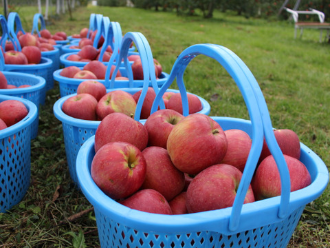 【ギフト】安曇野産りんご🍎シナノスイート🍎上品7個入りギフトボックス〜化学合成農薬を30％以上削減して栽培しました〜