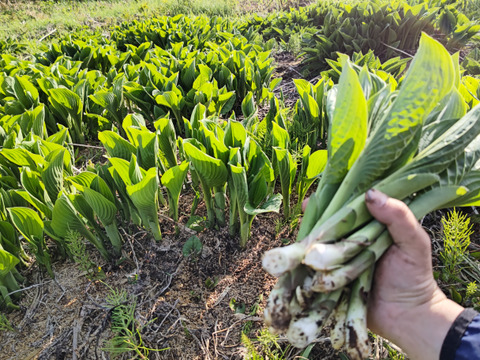 旬の山菜3000円セット