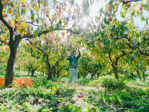 プレミアム干柿SHUKU優品15玉