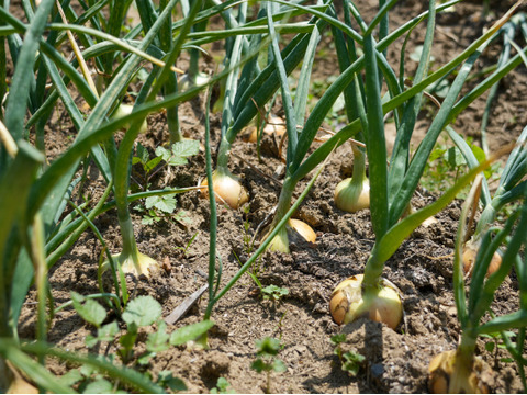【淡玉10kg】甘くてみずみずしい！淡路島の恵みと手間ひまが詰まった新玉ねぎ