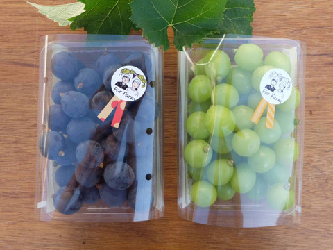 【食べる喜び・贈る喜び】★数量限定・ご家庭用★粒々食べ比べセット（シャインマスカットと巨峰）　1kg