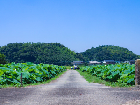 【冬ギフト】野菜ソムリエサミット最高金賞受賞🏅甘くてなめらか！【レンコン】4kg