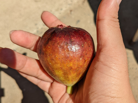 【終了間近】福岡県限定生産　糖度平均18度越え！ じぃじのいちじく・秋（とよみつひめ 約1.2kg）【18〜30個】