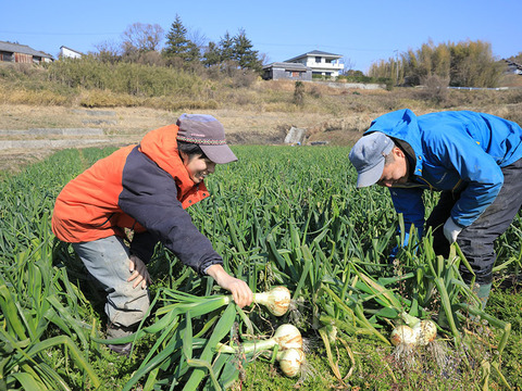 【家庭用】元気いっぱいの淡路島　新玉ねぎ！（2ｋｇ）【ひょうご安心ブランド認証】お試しに～　極早生