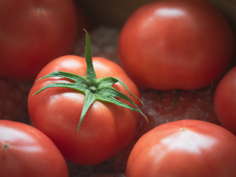 採れたて直送☆嘉麻市産☆桃太郎トマト１．５ｋｇ