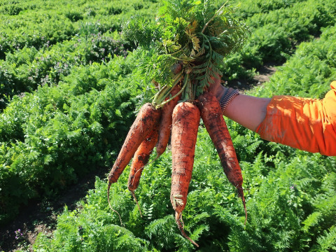 栄養価コンテスト人参部門４冠達成！掘りたて人参3kg 化学合成農薬・化学肥料・除草剤不使用！子どももパクパク