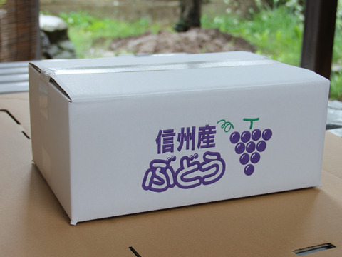 【ぶどう好きのための】種なし巨峰 家庭用・約900g（2房）【朝どれ】