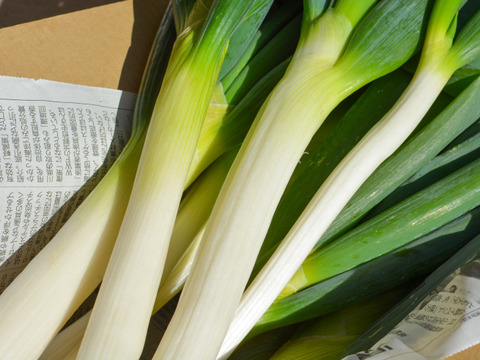 【自然栽培｜採れたて】甘くてやわらか石倉ネギ  2kg