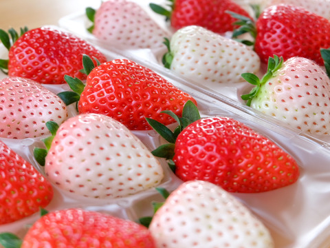 大玉贅沢三昧！いただきいちご園の紅白いちご４品種食べ比べセット　９～１１玉入り【化粧箱入り】【いちご食べ比べ】