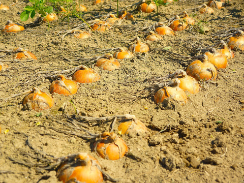北海道産　節減対象農薬：当地6割減 手作業 たまねぎ(M～L）3kg
