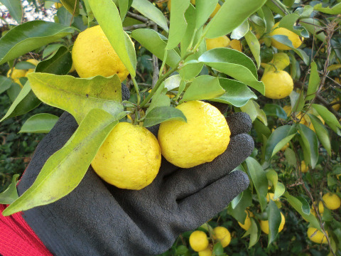 【農薬不使用】2種の香酸柑橘セット　花ゆずと完熟かぼす