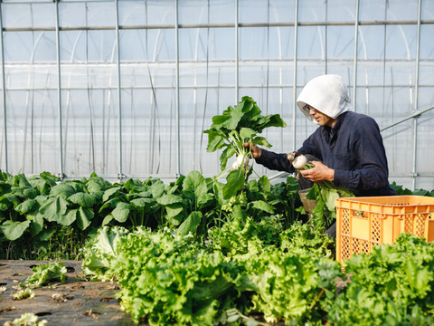 信州産朝採れ！おまかせ旬の野菜セットB
