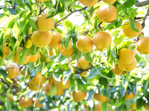 当園の和梨で人気ナンバー１の「豊水」16～10個程度（5kg程度）